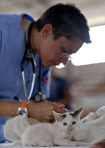 Tout à savoir sur les animaux grâce aux shoppettes